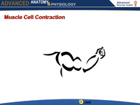 Muscle Cell Contraction