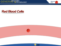 Red Blood Cells