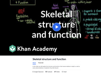 Skeletal system introduction
