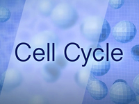 The Cell Cycle