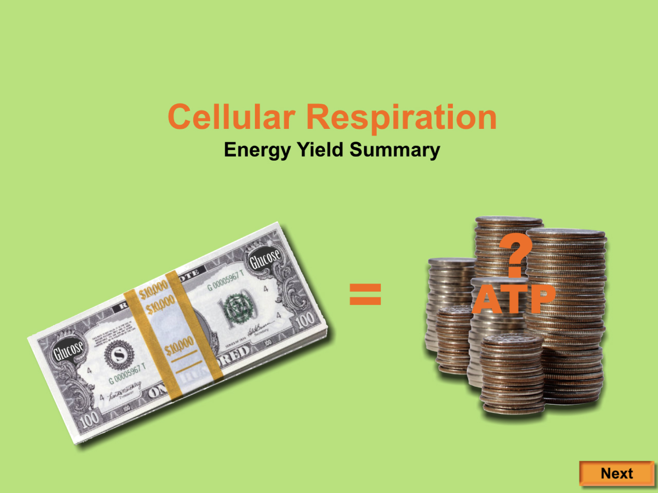 Summary of Energy Yield During Cellular Respiration