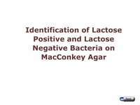 Identification of Lactose Positive and Lactose Negative Bacteria on MacConkey Agar