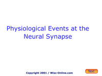 Physiological Events at the Neural Synapse