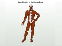 Major Muscles of the Human Body (Screencast)
