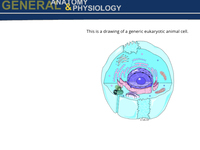 Identifying Eukaryotic Animal Cell Organelles