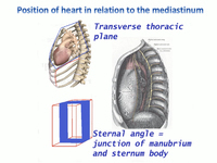 Location of the heart