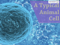 A Typical Animal Cell (Video)