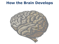 How the Brain Develops (Screencast)