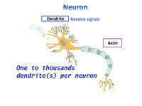 Neuron structure 