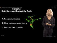 The Role of Microglia in Health and Disease