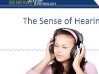 The Sense of Hearing (Screencast)