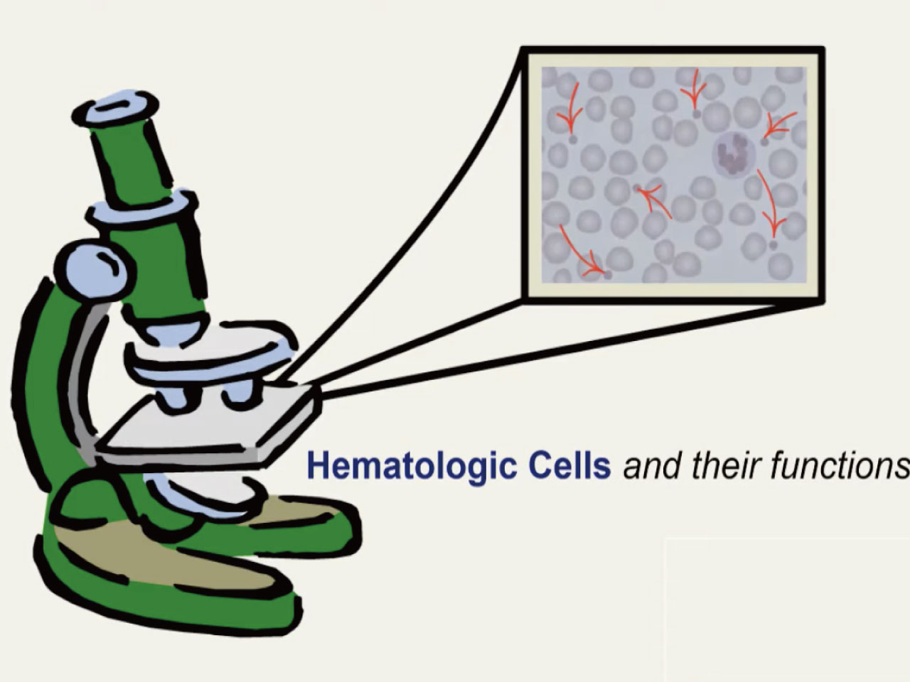 Hematologic Cells and their Functions: Blood Cell Identification