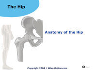 Anatomy of the Hip