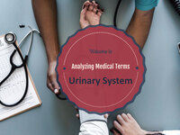 Analyzing Medical Terms: Urinary System