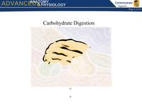 Carbohydrate Digestion (Screencast)