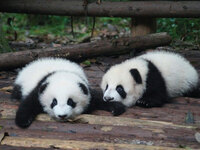 Ocean Park’s Strategic Shift: From Theme Park to Conservation and Education Destination