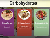 Biomolecules: The Carbohydrates (Video)