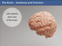 The Brain - Anatomy and Function