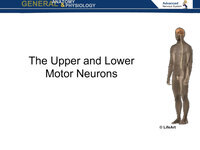 The Upper and Lower Motor Neurons (Screencast)