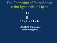 The Formation of Ester Bonds in the Synthesis of Lipids