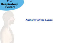 Anatomy of the Lungs