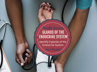Glands of the Endocrine System